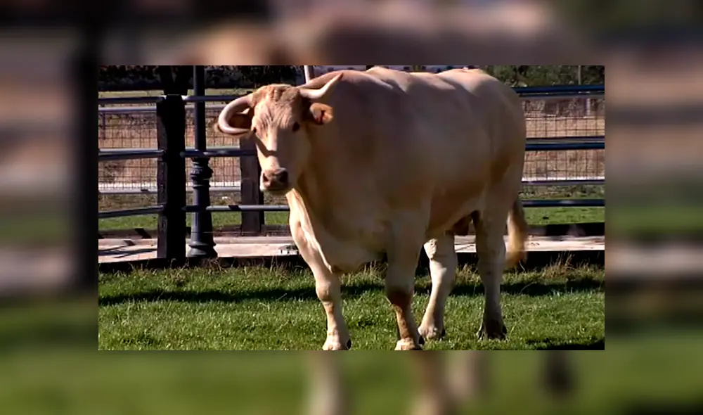 El buey también bebe 70 kilos de agua al día. Foto: ATLAS El buey también bebe 70 kilos de agua al día. Foto: ATLAS
