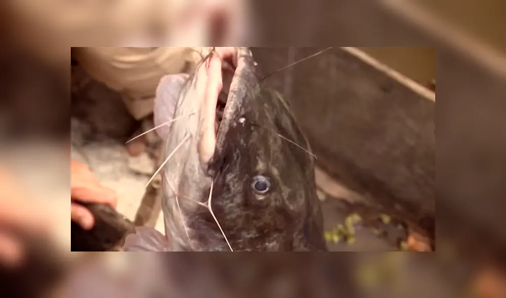 Si quieres ver el aspecto del misterioso pez que aparece en el video de YouTube, desliza cada imagen hacia la izquierda.