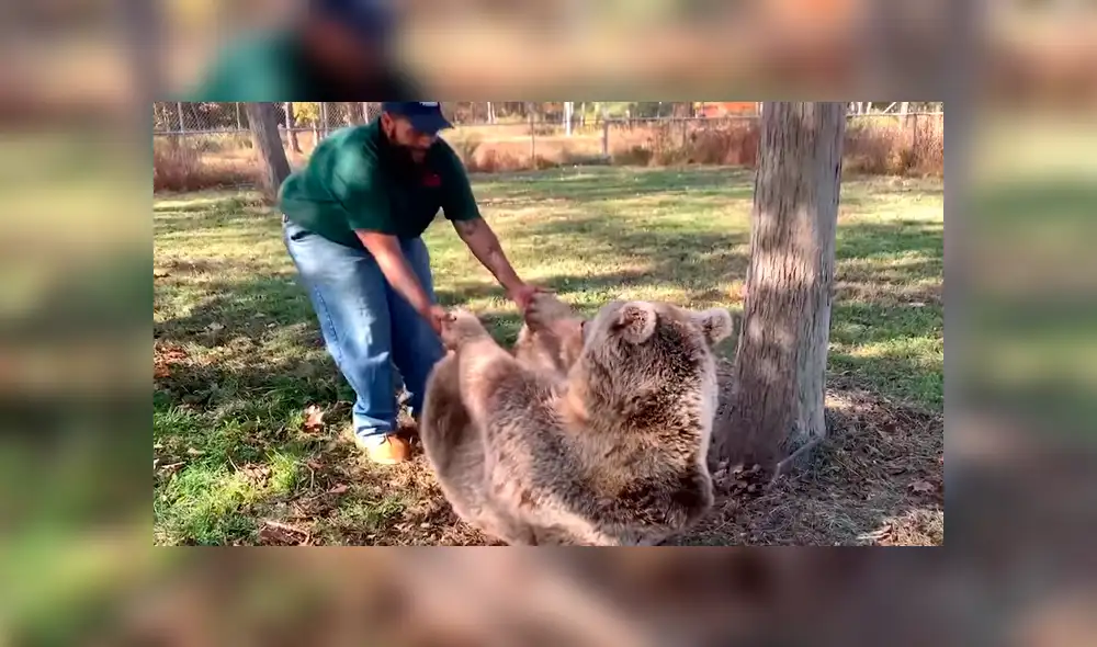 Los trabajadores del recinto quedaron impresionados cuando el oso reaccionó de una peculiar manera al ver a su antiguo cuidador. Foto: captura. Los trabajadores del recinto quedaron impresionados cuando el oso reaccionó de una peculiar manera al ver a su antiguo cuidador. Foto: captura.