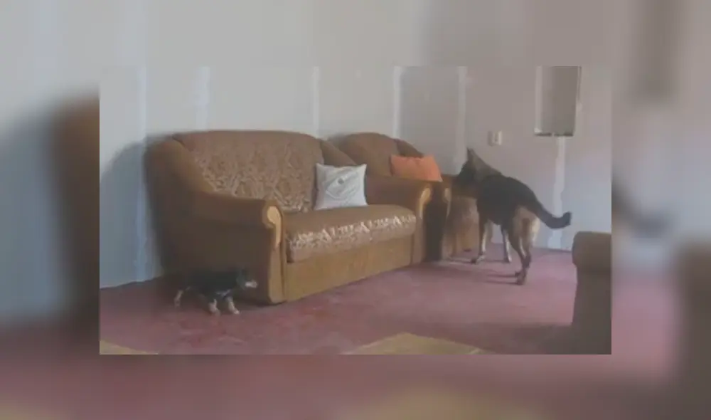 Video es viral en Facebook. Los dueños dejaron solos a sus perros en la sala de su casa y cuando regresaron a verlos, se llevaron una gran sorpresa Video es viral en Facebook. Los dueños dejaron solos a sus perros en la sala de su casa y cuando regresaron a verlos, se llevaron una gran sorpresa