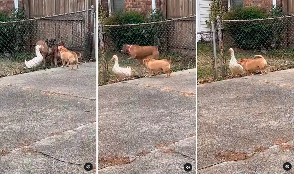 El clip ha logrado cerca de 200.000 reproducciones y miles de comentarios en redes sociales. Foto: composición de LR/ captura de TikTok/@Toby62