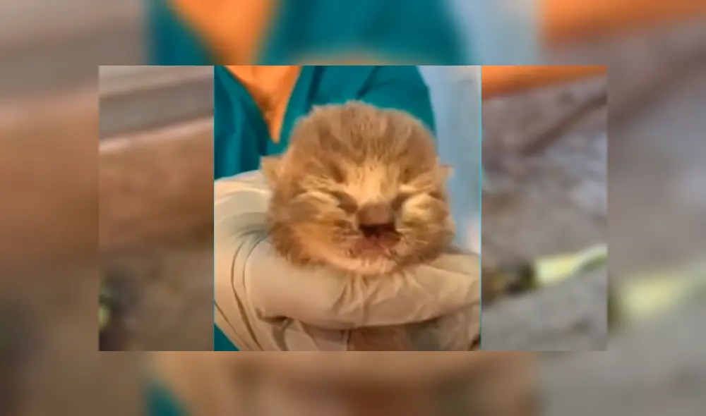 En Facebook, un hombre escuchó los ruidos de un gato bebé y se preocupó al verlo en deplorables condiciones.
