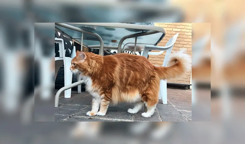 El animal es considerado por los Record Guinness como candidato al título. Foto: omar_mainecoon / Instagram.