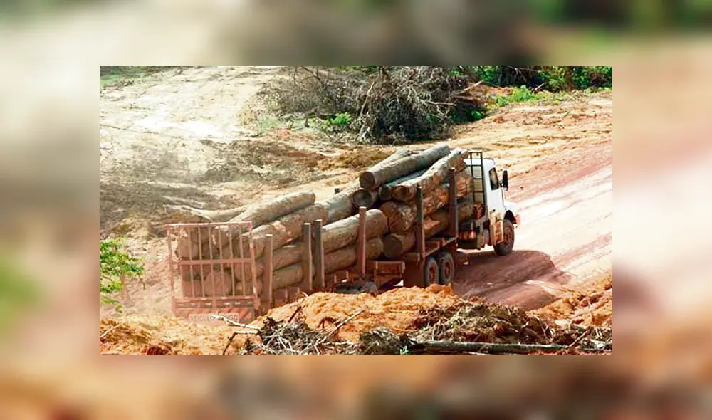 Sin compromiso. El Ministerio del Ambiente no tiene recursos. La tala de árboles continúa Sin compromiso. El Ministerio del Ambiente no tiene recursos. La tala de árboles continúa