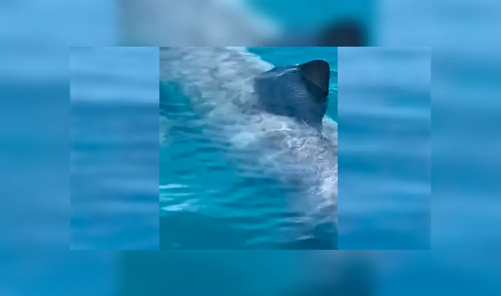 Unos turistas quedaron impactados al ver una enorme criatura marina que se acercaba a su embarcación.