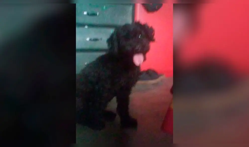 (Foto: cortesía) (Foto: cortesía)