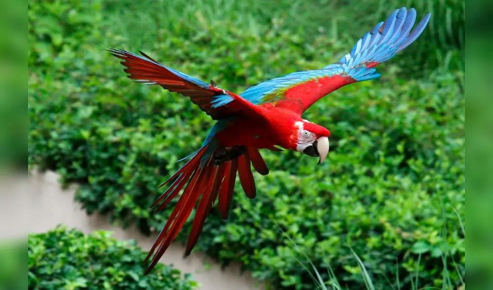 El Guacamayo rojo y verde es una de las aves que más se trafica en el Perú. (Foto: EFE) El Guacamayo rojo y verde es una de las aves que más se trafica en el Perú. (Foto: EFE)