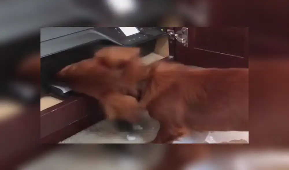 Facebook viral: Chico graba el preciso instante en que su travieso perro 'devora' su tarea [VIDEO]