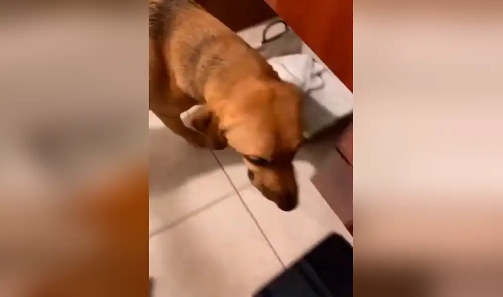 Desliza las imágenes para ver al travieso perro que ya aprendió a abrir la llave del grifo para beber agua. Foto: captura de YouTube Desliza las imágenes para ver al travieso perro que ya aprendió a abrir la llave del grifo para beber agua. Foto: captura de YouTube