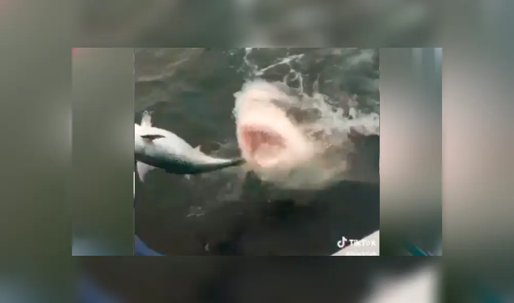 Un video viral en Facebook muestra a la peligrosa criatura que emergió del mar para capturar a pez. Un video viral en Facebook muestra a la peligrosa criatura que emergió del mar para capturar a pez.