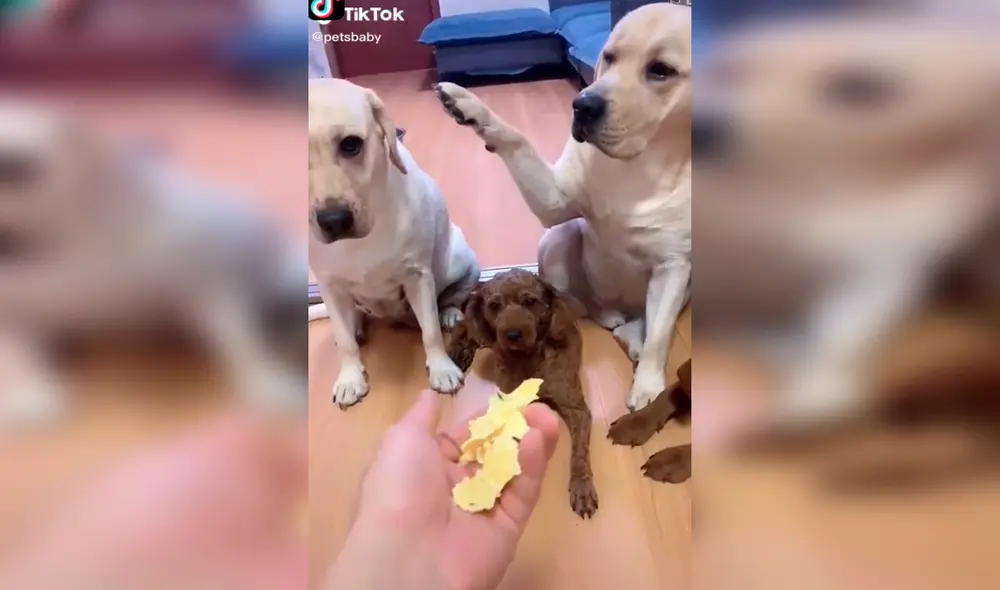 TikTok - animales - viral TikTok - animales - viral