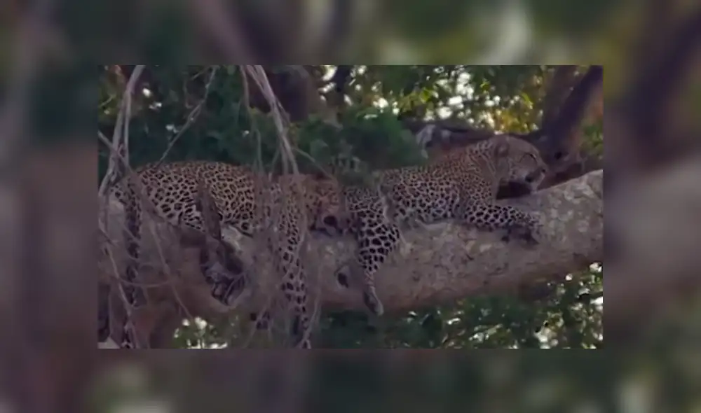 YouTube viral: Pareja de leopardos juega sobre un árbol y el video es tendencia
