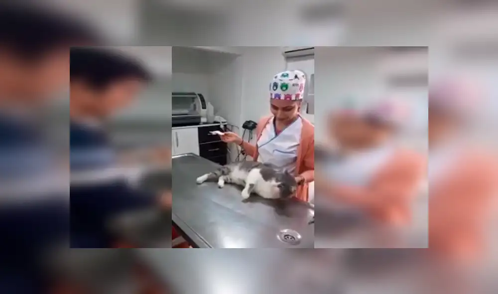 Desliza las imágenes para observa la conmovedora acción de un gato callejero al tener su primera consulta en el veterinario. Desliza las imágenes para observa la conmovedora acción de un gato callejero al tener su primera consulta en el veterinario.
