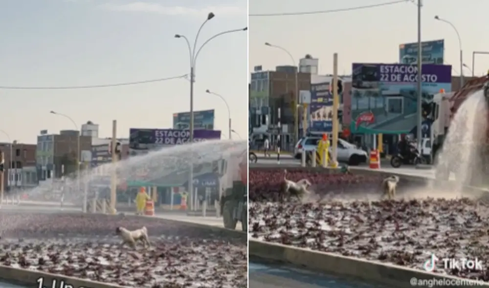 Miles de usuarios quedaron conmovidos al ver esta escena. Foto: composición LR/TikTok/@anghelocenteno