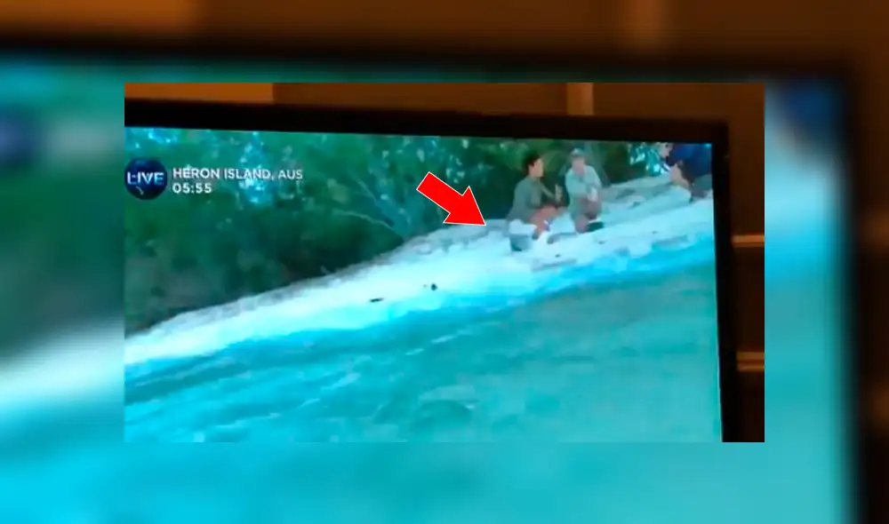 Facebook viral:Una tortuga fue liberada en vivo por una reportera pero un ave arruina tierno momento [VIDEO]