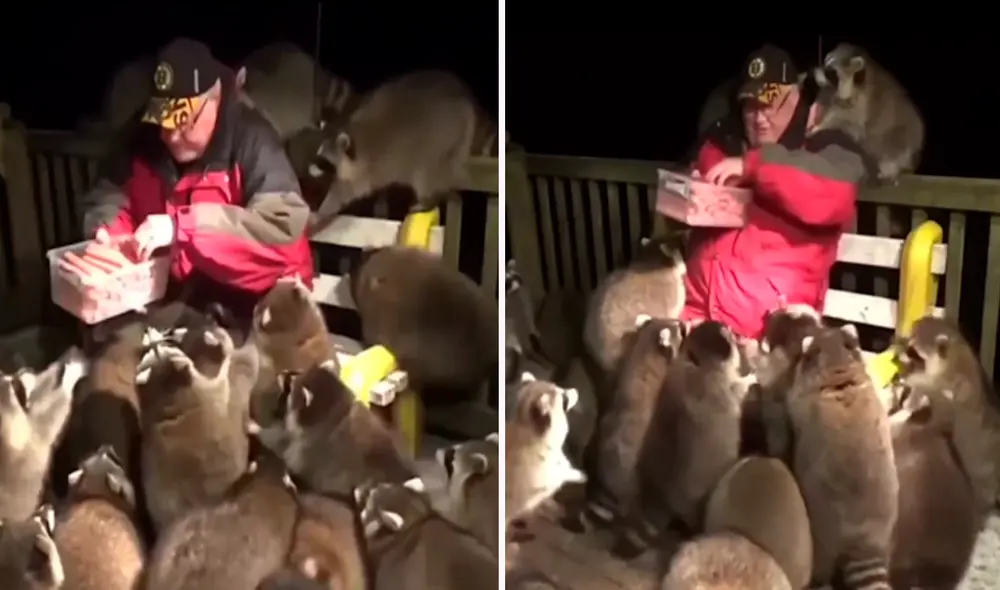 El hombre recibió los aplausos de los usuarios en redes sociales. Foto: composición de LR/captura de TikTok/@Raccoon_addicted
