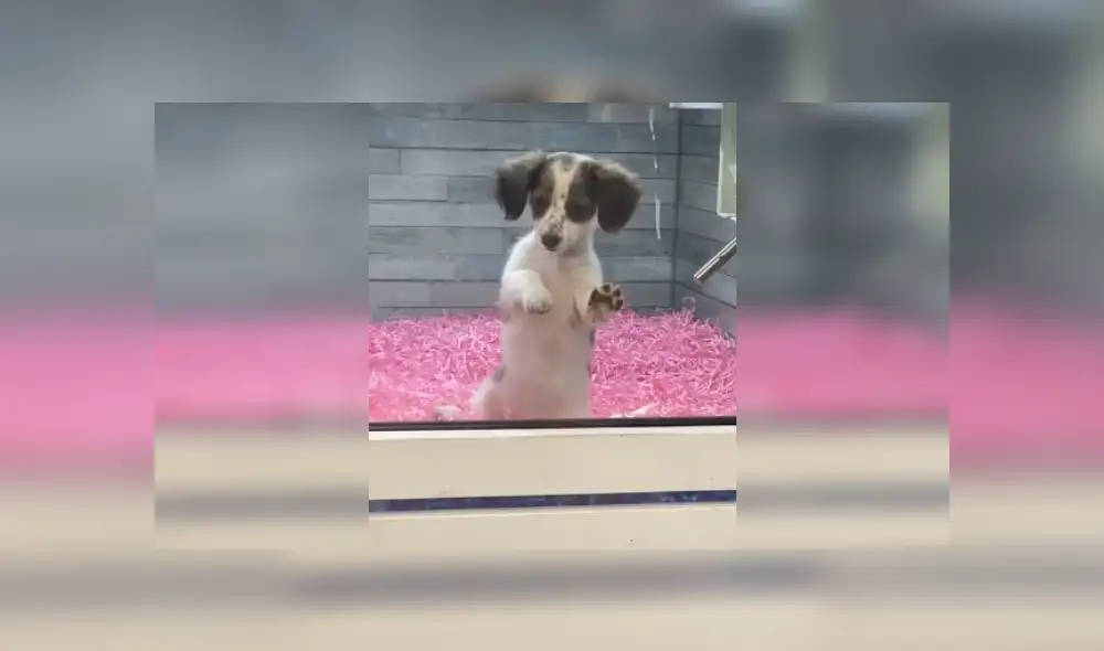 Desliza hacia la izquierda para ver más imágenes de la conmovedora reacción de este can. (Foto: captura / TikTok) Desliza hacia la izquierda para ver más imágenes de la conmovedora reacción de este can. (Foto: captura / TikTok)