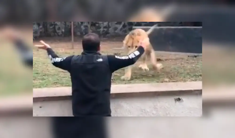 Cuidador ingresa a santuario de león, sin imaginar lo que pasaría dentro. Foto: Captura. Cuidador ingresa a santuario de león, sin imaginar lo que pasaría dentro. Foto: Captura.