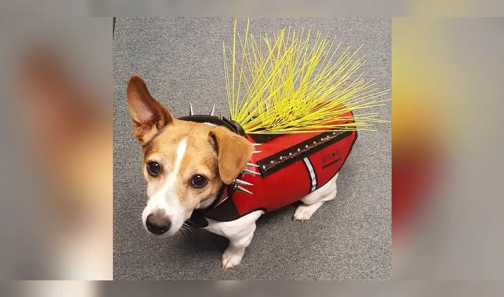 Ropa para mascotas Ropa para mascotas