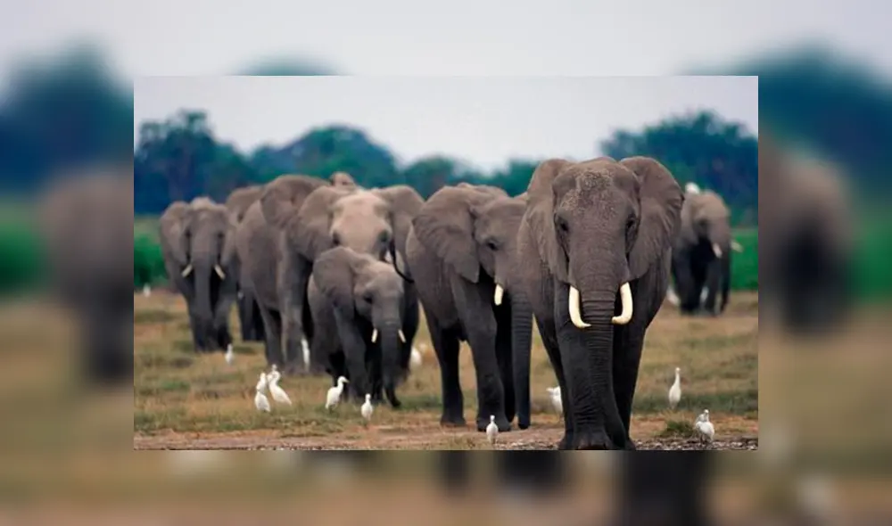 Los elefantes corren un gran riesgo con la polémica medida de los países del sur de África.