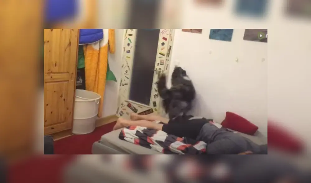 Video es viral en Facebook. El can vio que su propietario estaba exhausto y lo ayudó a acomodarse en su habitación para que pueda descansar. Fotocaptura: YouTube