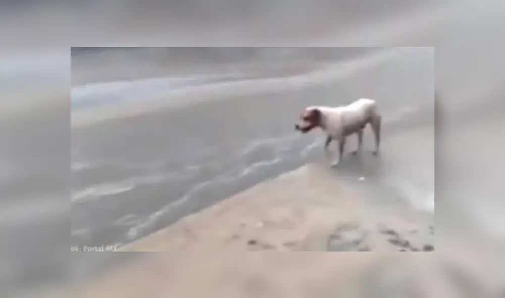 YouTube viral: perro callejero conmueve las redes al recoger la basura en plena lluvia.