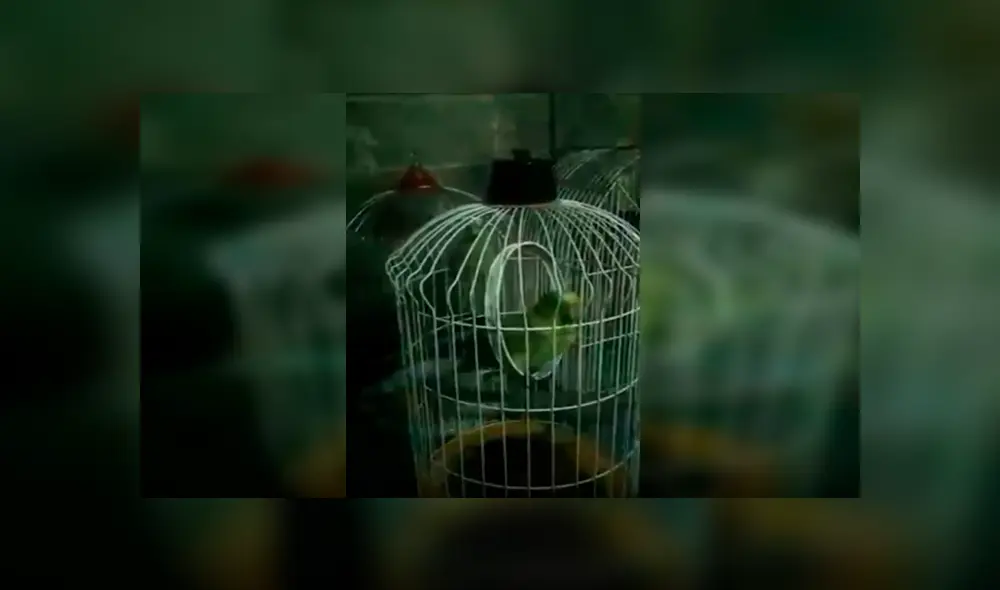 En Facebook, un pequeño pájaro interpretó junto a su dueña una famosa canción de Rocío Dúrcal.