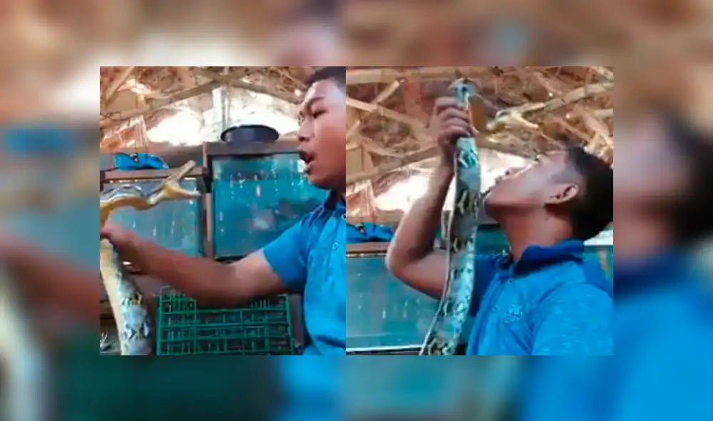 Osado joven quiso demostrar su valentía frente a la peligrosa serpiente, pero terminó protagonizando una espeluznante escena que aterro a miles Osado joven quiso demostrar su valentía frente a la peligrosa serpiente, pero terminó protagonizando una espeluznante escena que aterro a miles