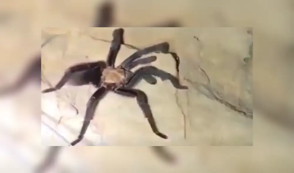 Facebook viral: Chico madruga para ir al baño y se topa con peligrosa criatura que lo quería atacar [VIDEO] 