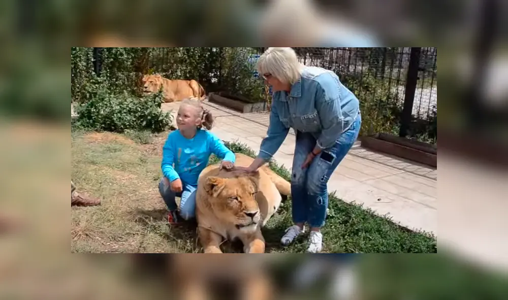 Leona enfurece con turistas al despertar bruscamente.