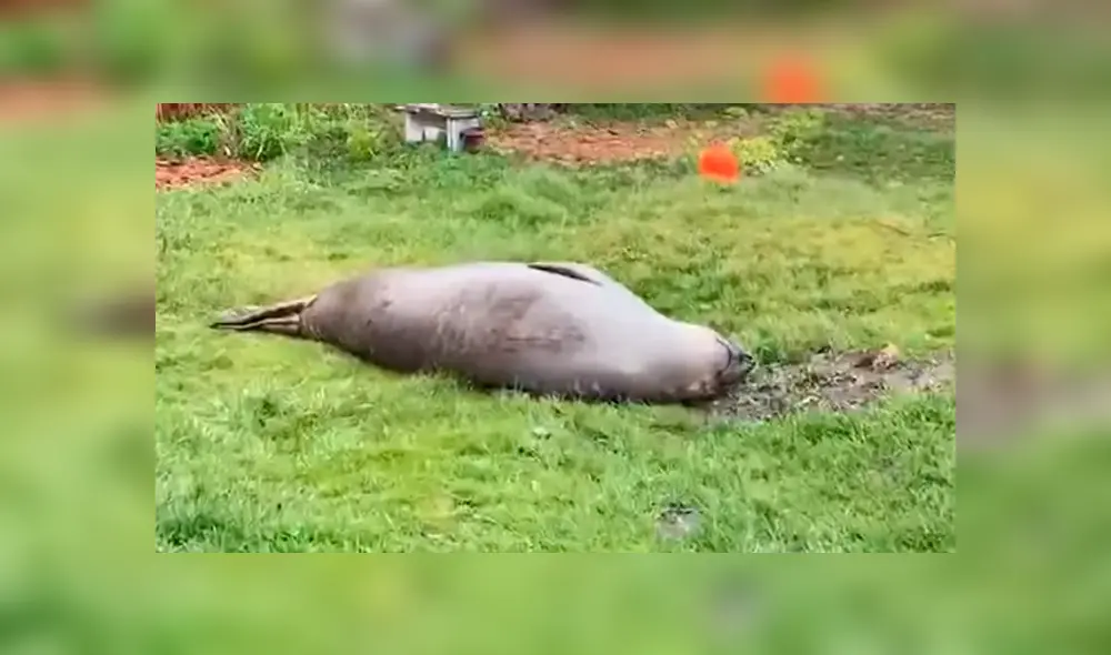 Desliza la imagen de YouTube para verlas todas. Desliza la imagen de YouTube para verlas todas.