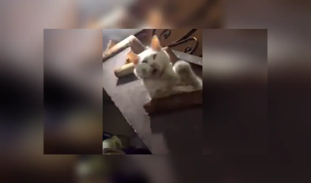 Gato finge estar muerto y su dueña hace algo insólito para “revivirlo” [VIDEO] 