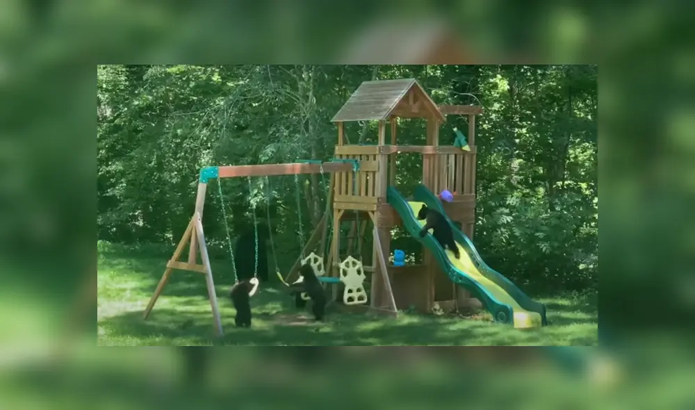 La familia de osos fue captada jugando en el jardín de una casa. Foto: YouTube