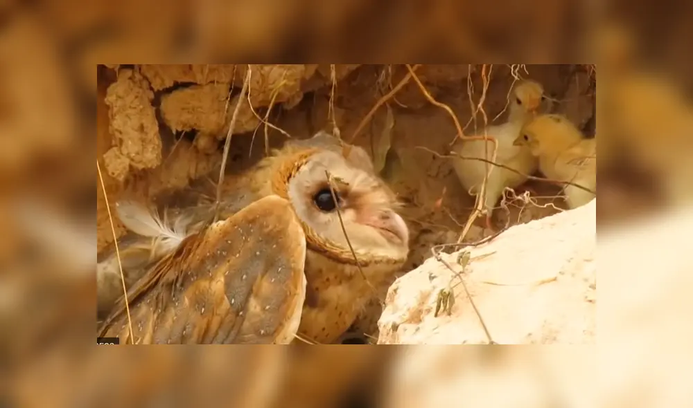 YouTube viral: una furiosa gallina defendió a sus pollitos del ataque de un búho [VIDEO] 