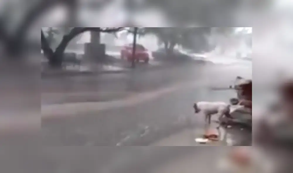 YouTube viral: perro callejero conmueve las redes al recoger la basura en plena lluvia.