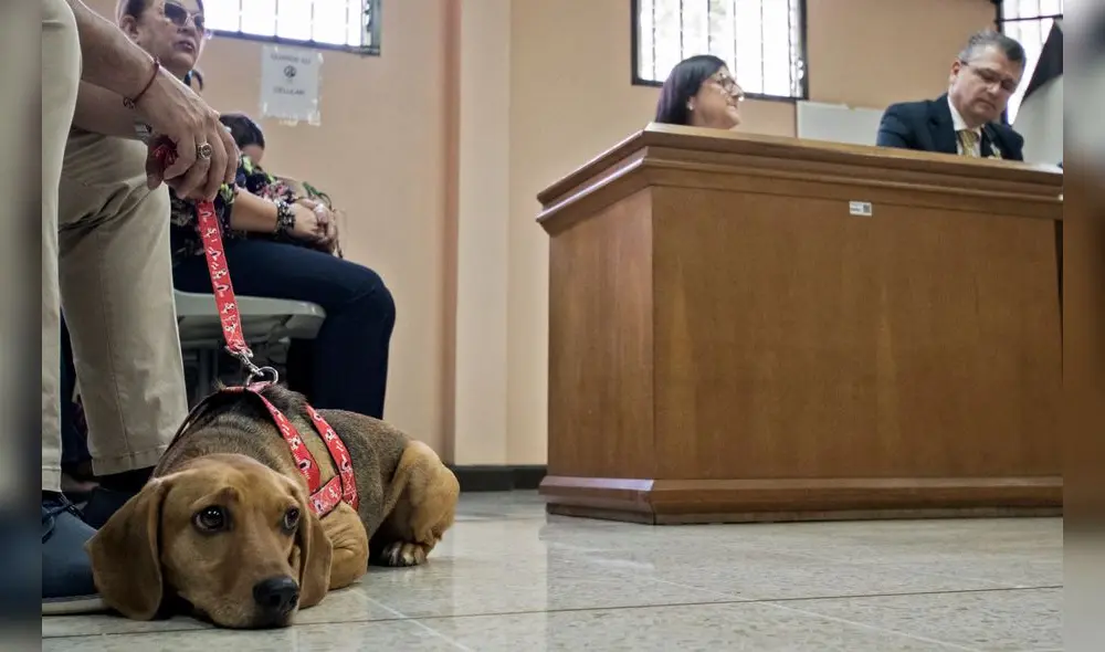 La exdueña de "Campeón", un tierno perro que fue maltratado cuando tenía tan solo seis meses, fue absuelta este viernes. Foto: La exdueña de "Campeón", un tierno perro que fue maltratado cuando tenía tan solo seis meses, fue absuelta este viernes. Foto: