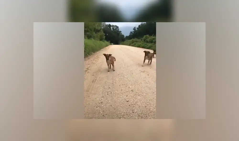 Desliza hacia la izquierda para ver las imágenes del viral de Facebook. Foto: Captura.