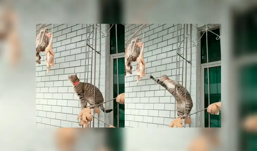 Facebook viral: gato glotón usa singular técnica para robar un pollo entero, pero ocurre lo peor [VIDEO]