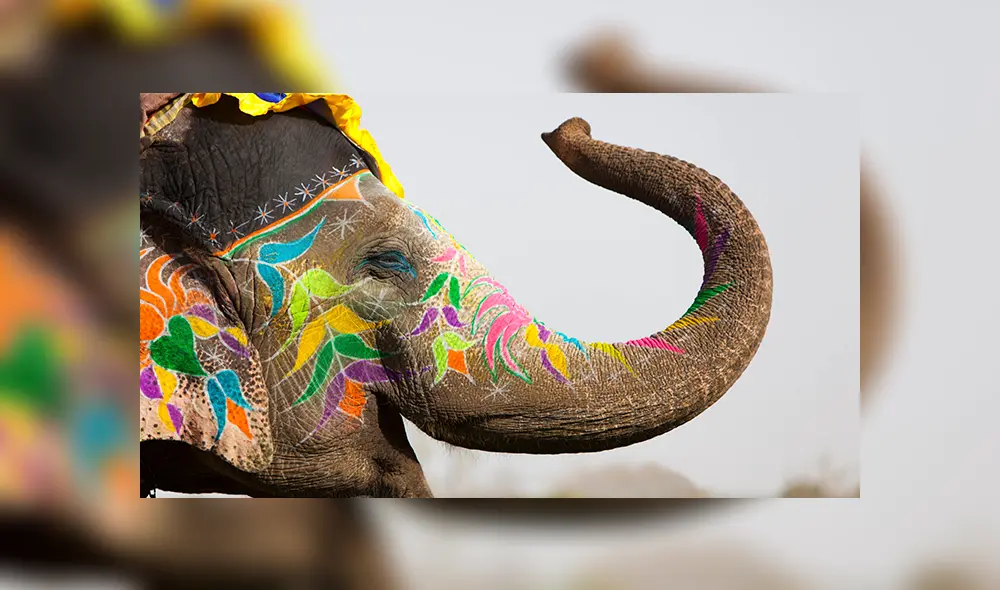 Elefante India tren Elefante India tren