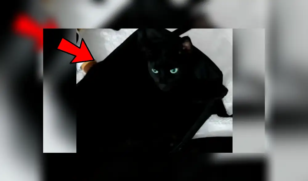 YouTube viral: escucha extraños ruidos en su maletín, lo revisa y descubre un peculiar ‘invitado’ YouTube viral: escucha extraños ruidos en su maletín, lo revisa y descubre un peculiar ‘invitado’