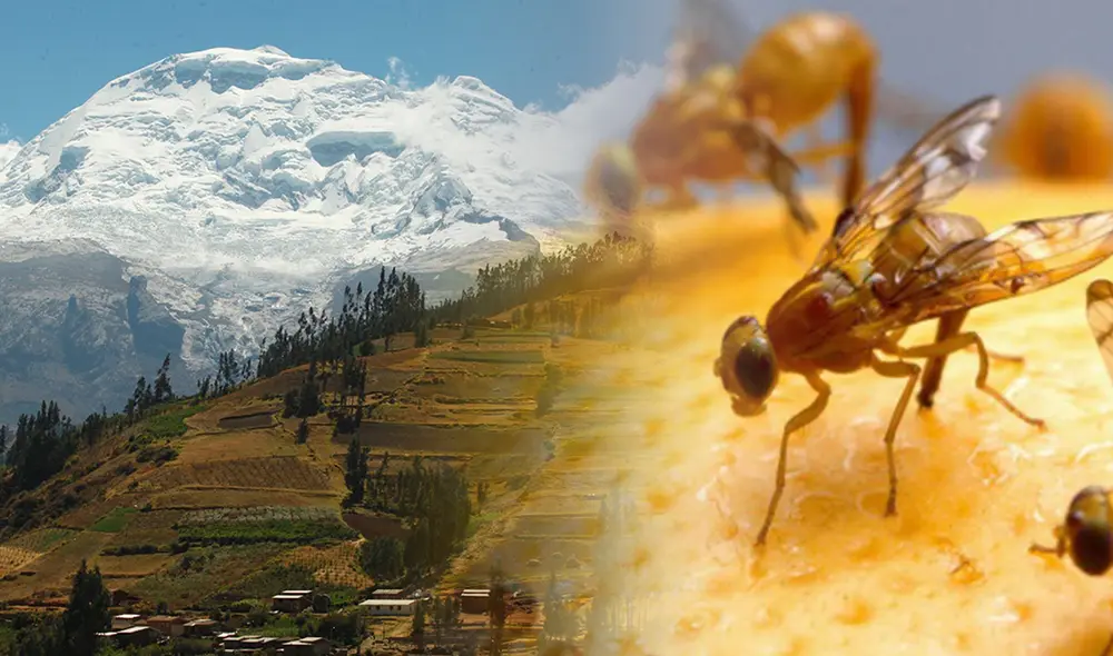 mosca de la fruta ancash pastoruri