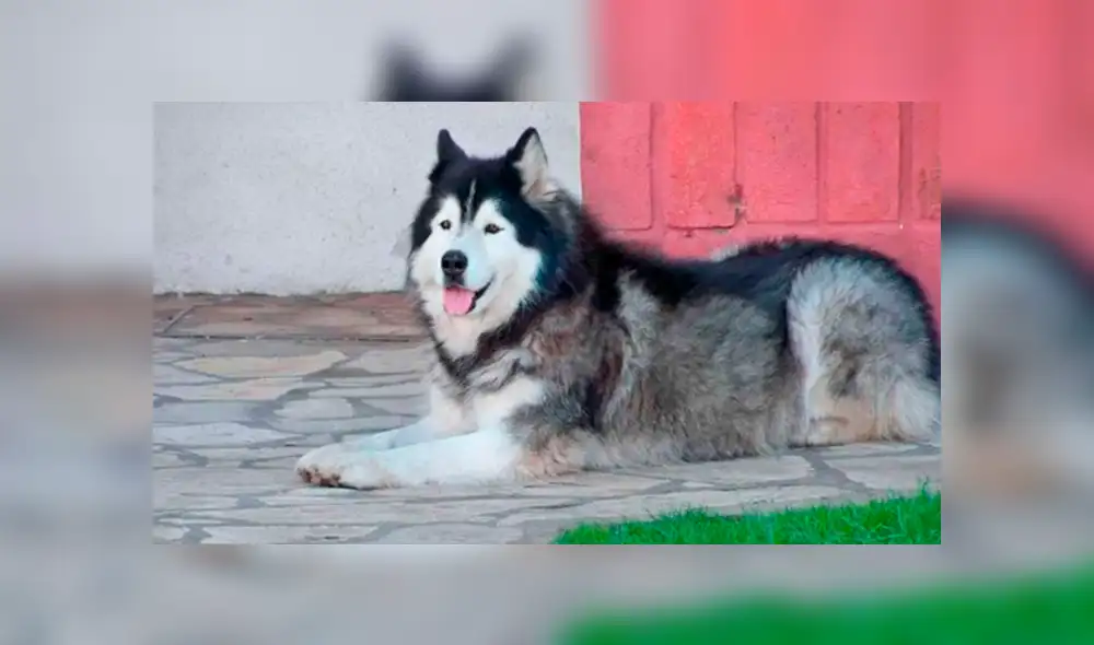Facebook viral: perro fue robado y seis años después su familia logra encontrarlo [VIDEO] 