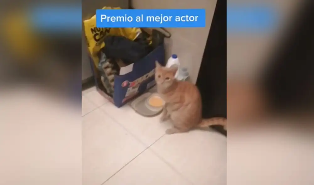 El felino llegó hasta su dueño cojeando, con el fin de ser atendido primero. Desliza para ver más imágenes de este travieso gatito. Foto: captura de TikTok