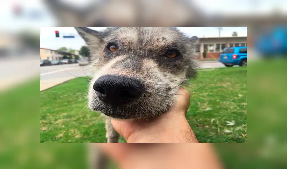 Desliza para ver las fotos de este perro que enamoró a todos en Facebook. Foto: Captura. Desliza para ver las fotos de este perro que enamoró a todos en Facebook. Foto: Captura.