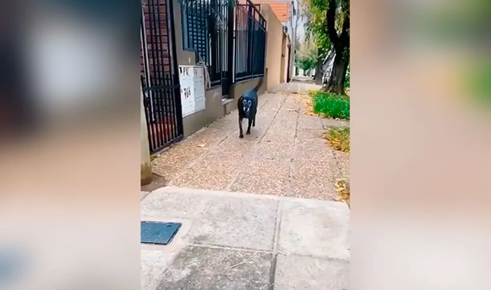 Desliza las imágenes hacia la izquierda para apreciar el noble gesto de un joven con unos indefensos canes. Fotocaptura: TikTok.