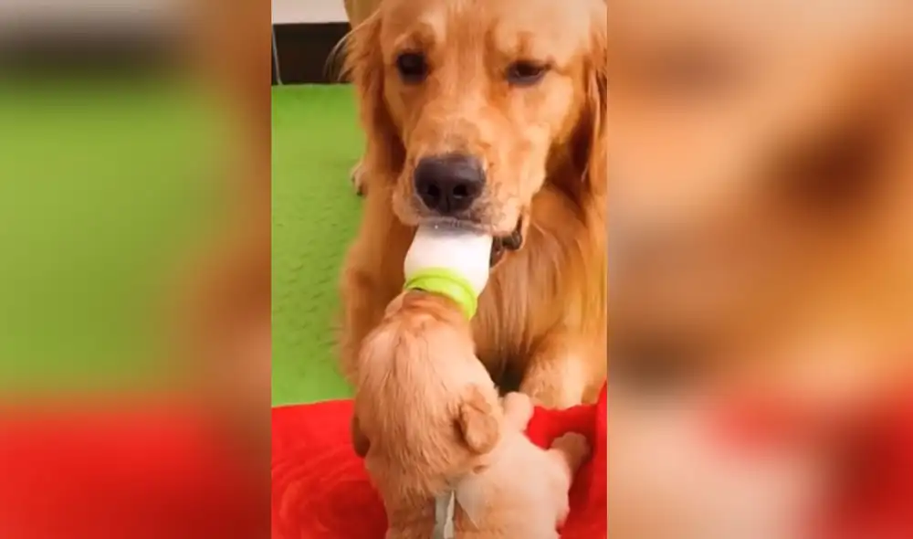 Desliza hacia la izquierda para ver más imágenes de esta conmovedora escena. Foto: captura de TikTok Desliza hacia la izquierda para ver más imágenes de esta conmovedora escena. Foto: captura de TikTok