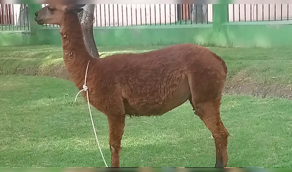 Arequipa: Dos perros de raza pitbull mordieron a una llama en parque