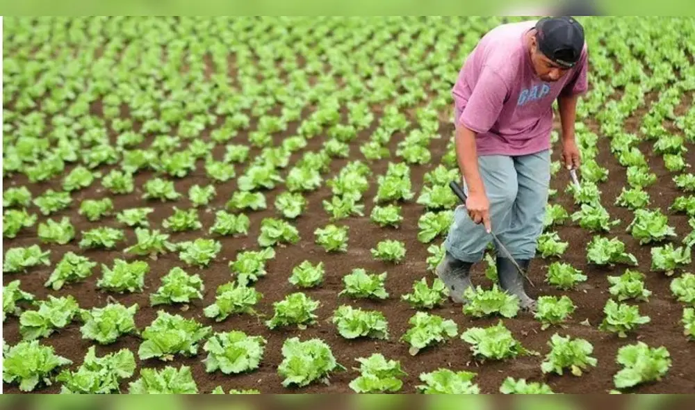 la Ley Agraria fue extendida por el gobierno de Martín Vizcarra hasta el 2031. Foto: Gaceta Laboral la Ley Agraria fue extendida por el gobierno de Martín Vizcarra hasta el 2031. Foto: Gaceta Laboral