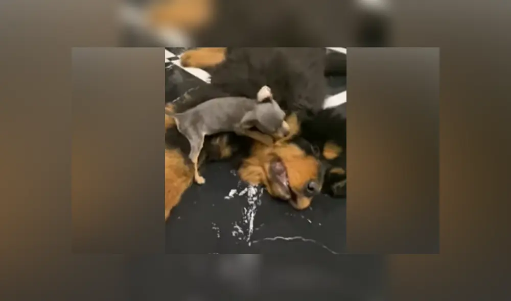 Desliza hacia la izquierda para ver las imágenes del video viral de YouTube. Desliza hacia la izquierda para ver las imágenes del video viral de YouTube.