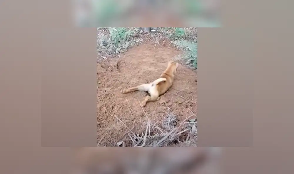 Desliza hacia la izquierda para ver las imágenes del viral de YouTube. Foto: Captura.